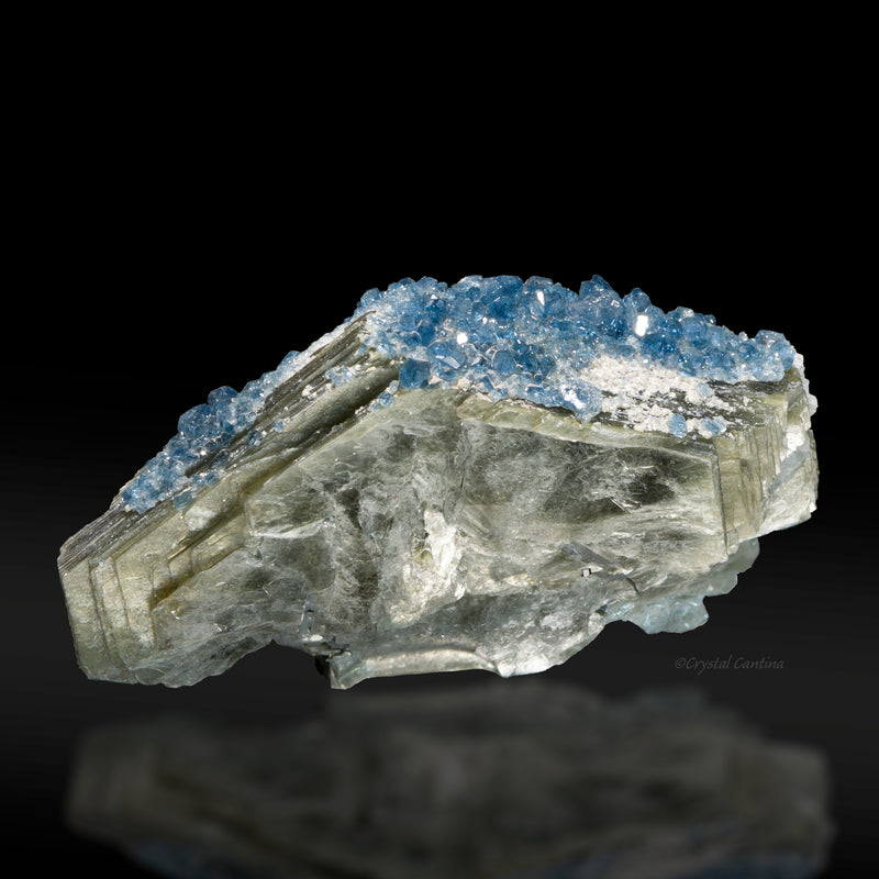 Blue Fluorapatite on Muscovite