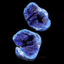 Azurite Geode Azurites Azure Geodes Sparkling Druzy Blue Crystals