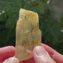 Yellow Triphane "Tabby" Enhydro with Garnet