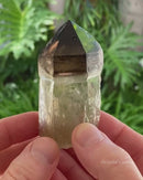 Two-Tone Smoky Citrine Scepter