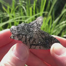 Black Tourmaline On and In Quartz "Twins"