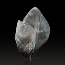 Gypsum Var. Selenite