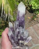 "White Tipped" Amethyst
