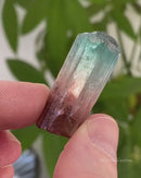Red, White and Blue Tourmaline