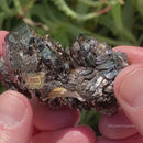 Iridescent Hematite with Quartz